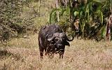 TANZANIA - Serengeti National Park - Bufalo - 1